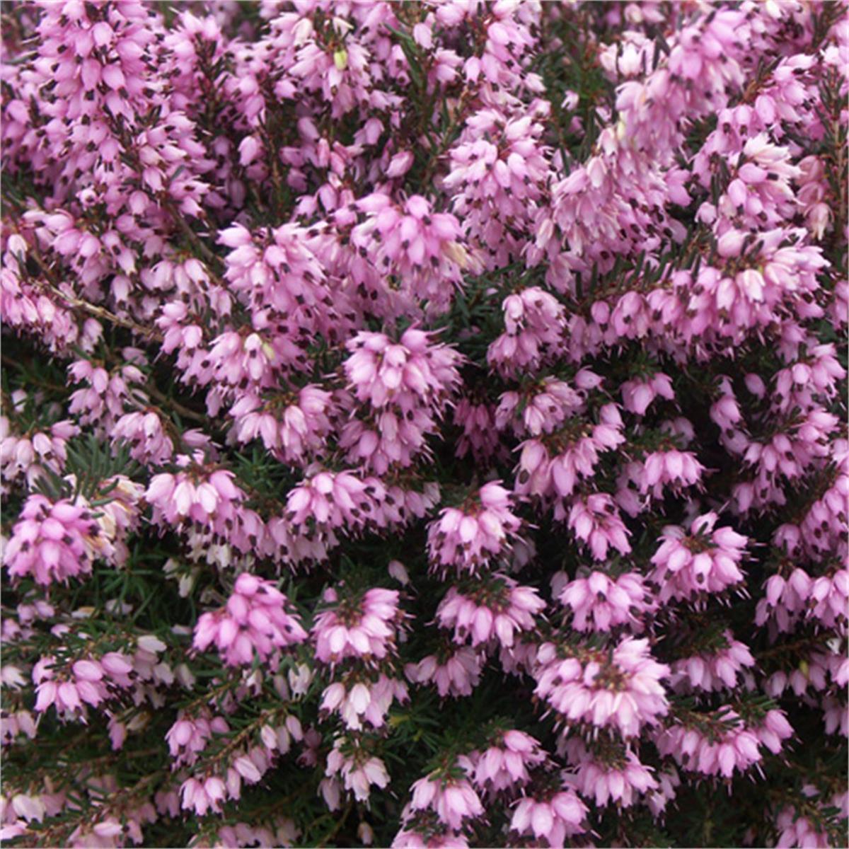 Erica darleyensis Kramers Rote Pembe Funda çiçeği