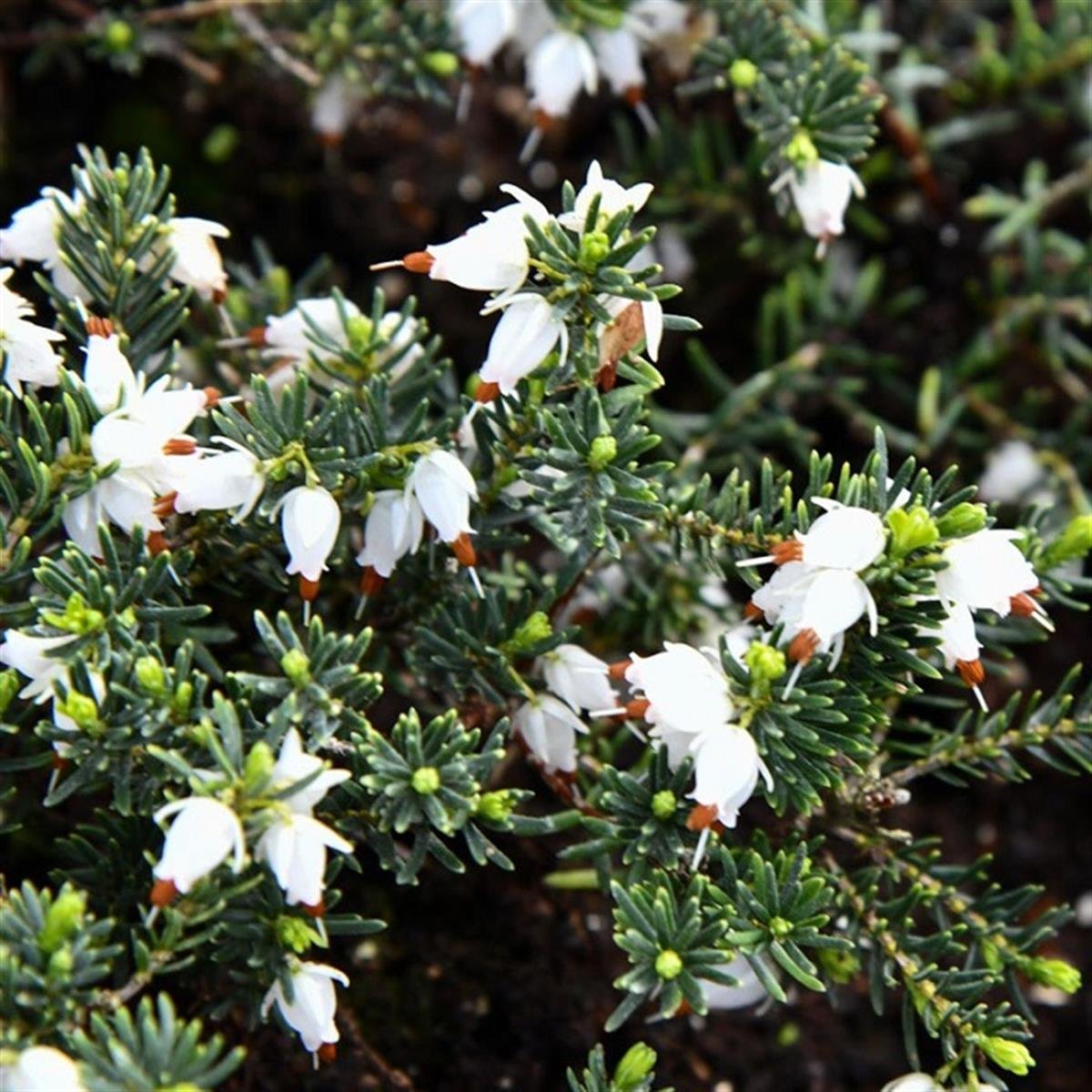 Erica darleyensis White perfection Beyaz Funda fidanı