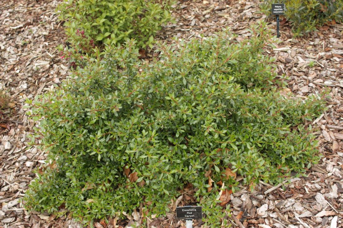 Escallonia Red Carpet Kırmızı Çiçekli Eskalonya Fidanı