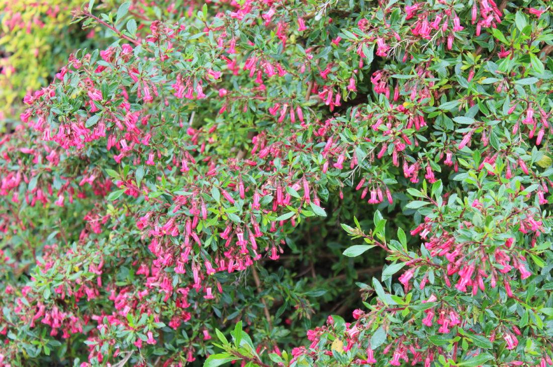 Escallonia Red Carpet Kırmızı Çiçekli Eskalonya Fidanı