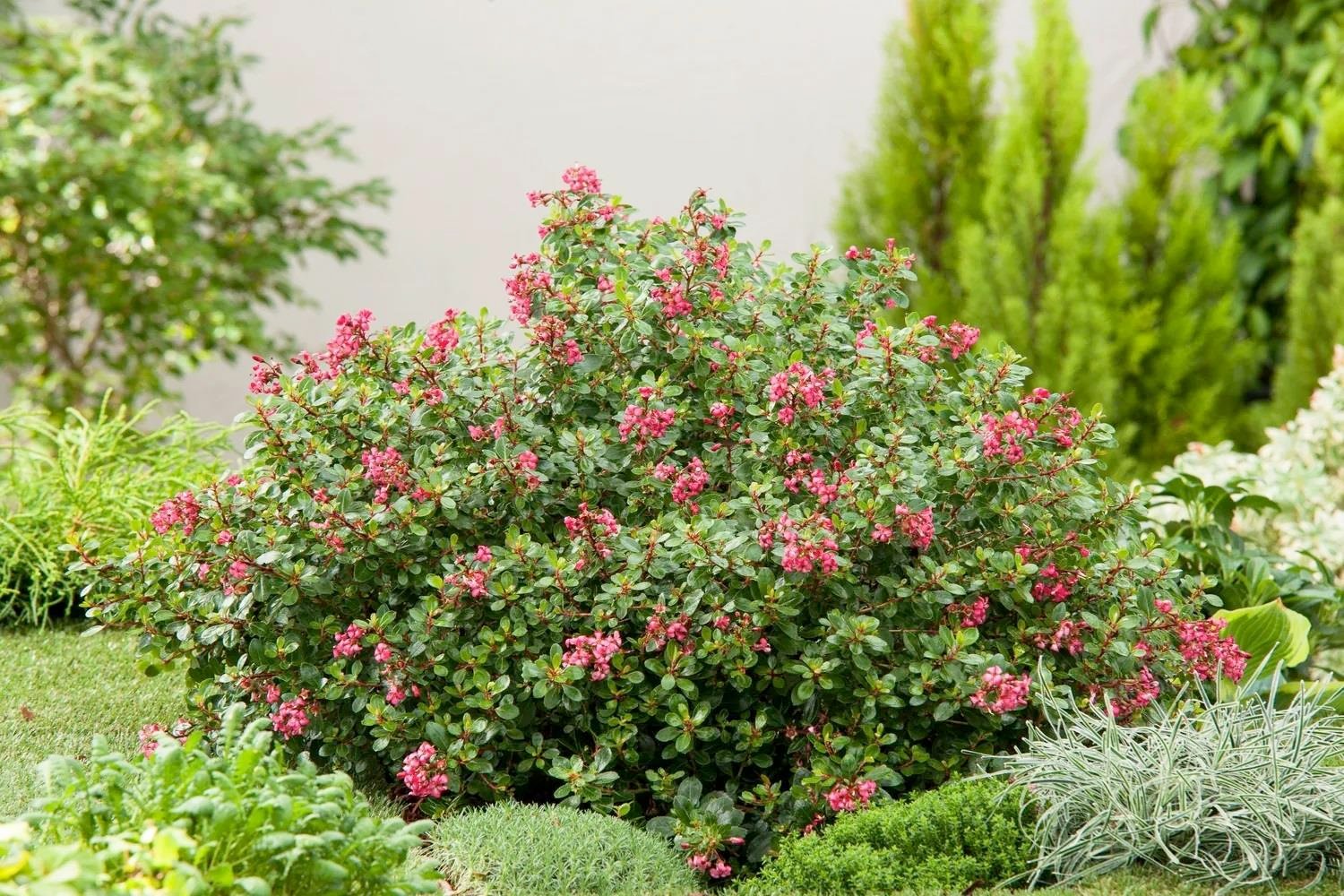 Escallonia Red Dream Kırmızı Çiçekli Eskalonya Fidanı