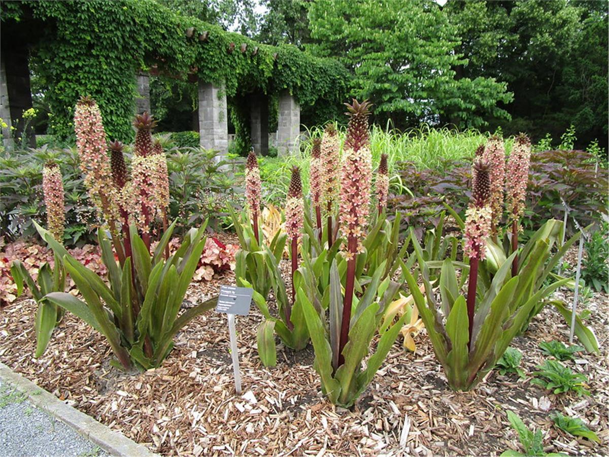 Eucomis comosa Safari Adventure Ananas Çiçeği Sonbahar Ananas Zambağı fidesi