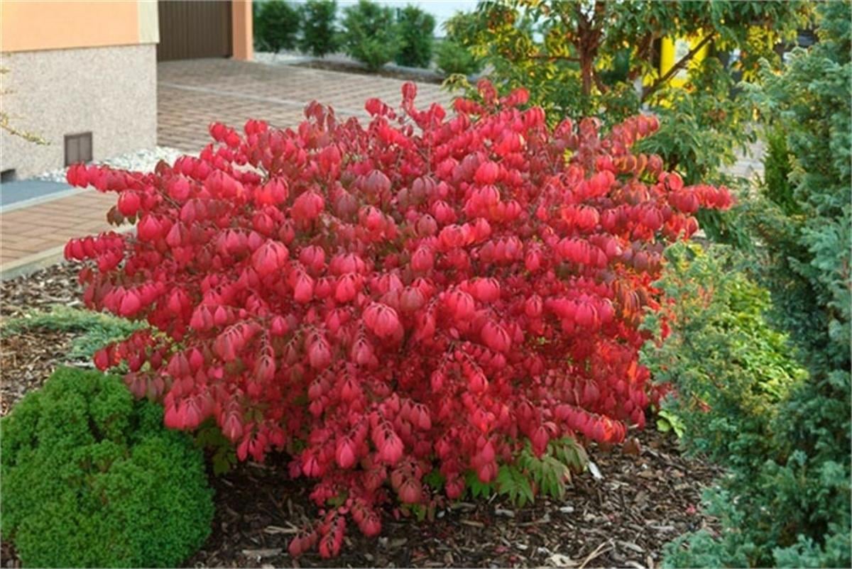 Euonymus alatus Compactus Bodur yaprak döken taflan fidanı