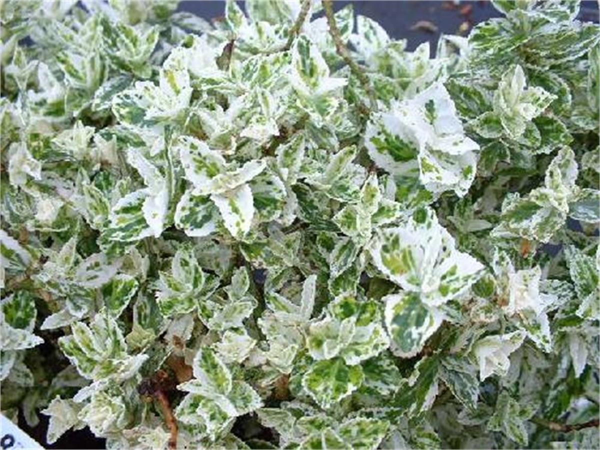 Euonymus fortunei Harlequin sürünücü taflan fidanı