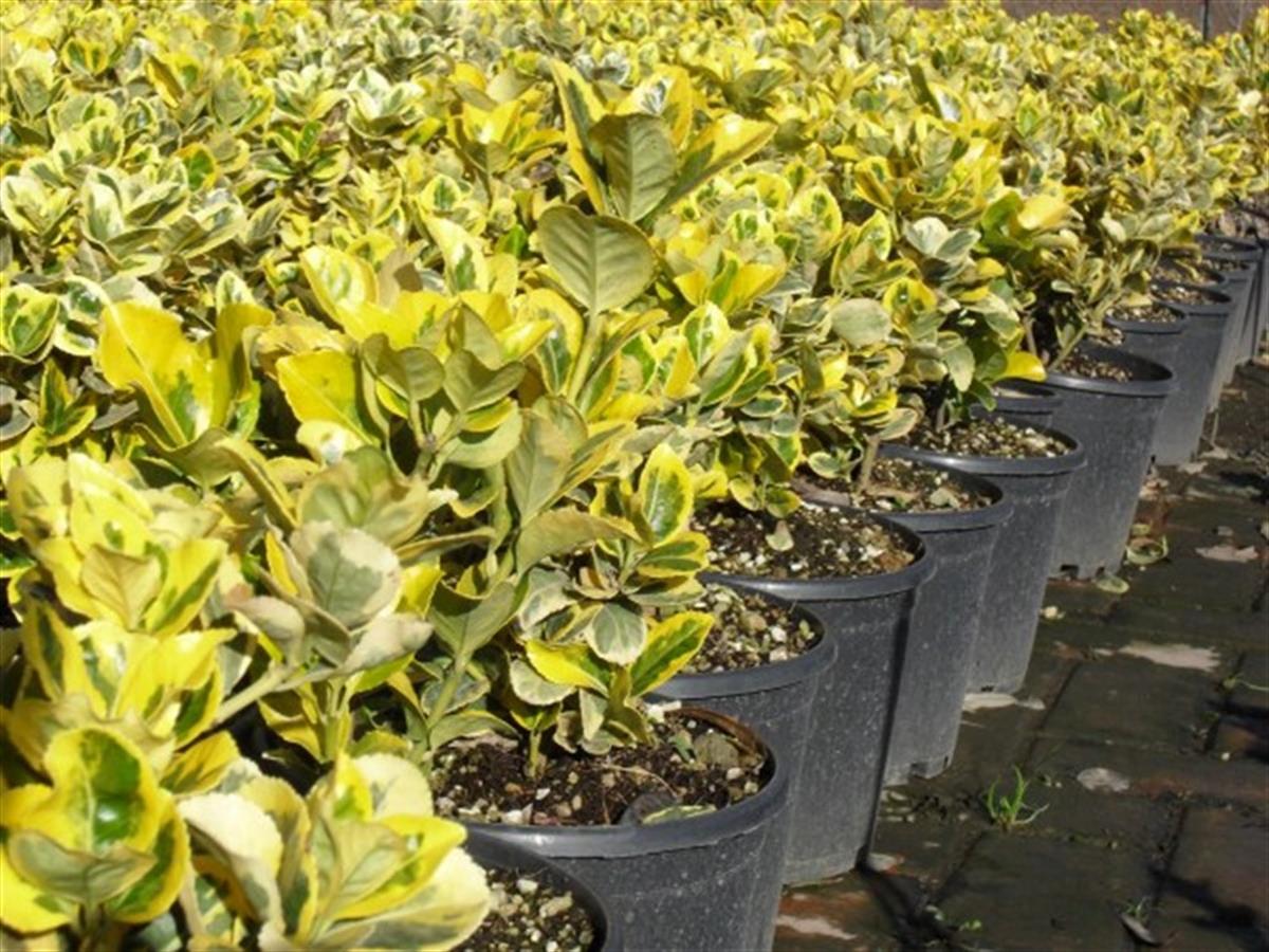 Euonymus japonica aurea Gold Altuni taflan fidanı