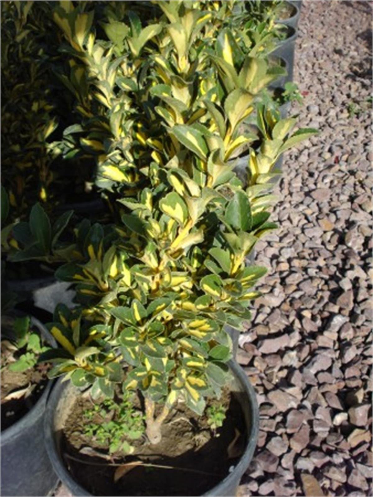 Euonymus japonicus aurea Alacalı taflan fidanı
