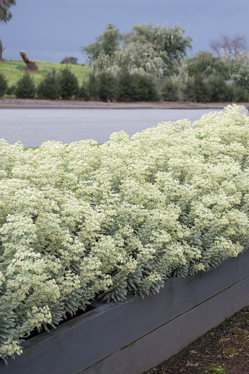 Euphorbia characias Silver Gümüş Yapraklı Akdeniz Sütleğen Fidanı