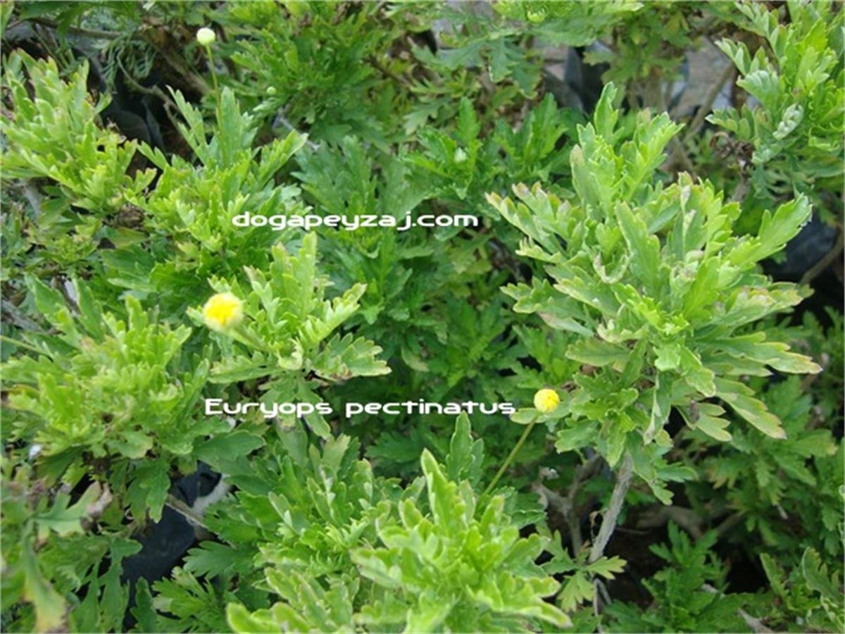 Euryops pectinatus sarı afrika papatyası fidanı