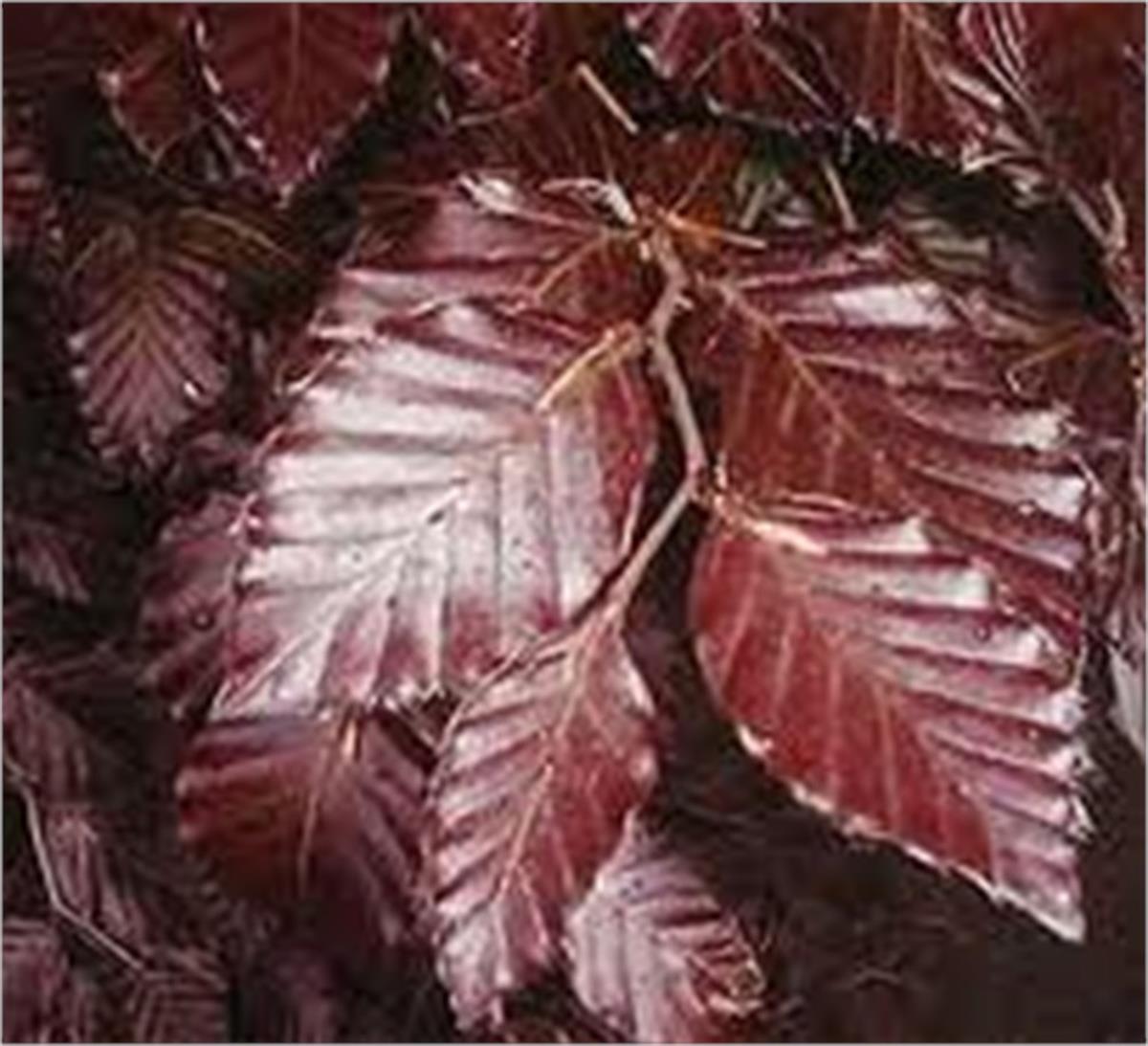 Fagus syl.atropurpurea Kırmızı yapraklı kayın fidanı