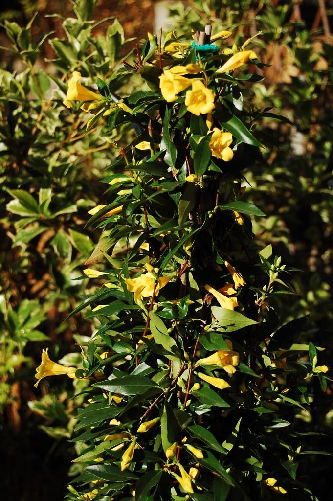 Gelsemium sempervirens