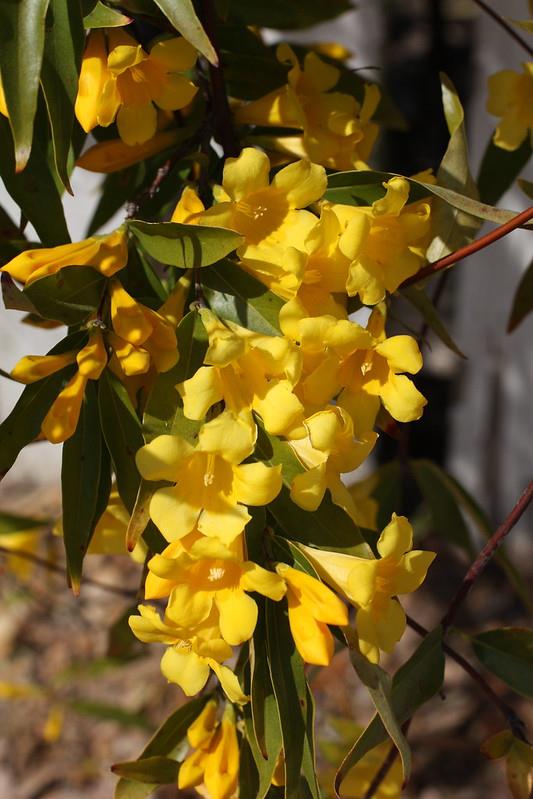 Gelsemium sempervirens