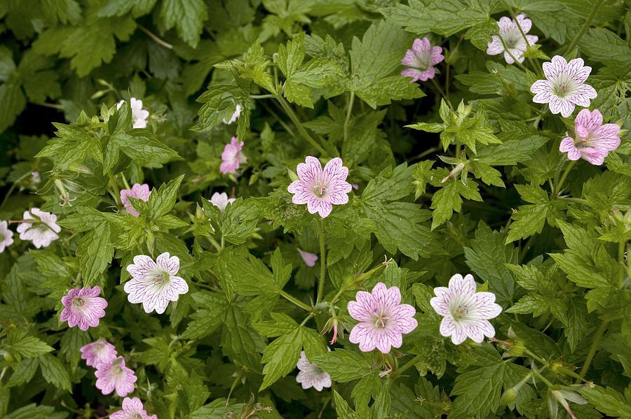 Geranium versicolor Sardunya Çiçeği Mekke Samanı Nezle otu fidesi