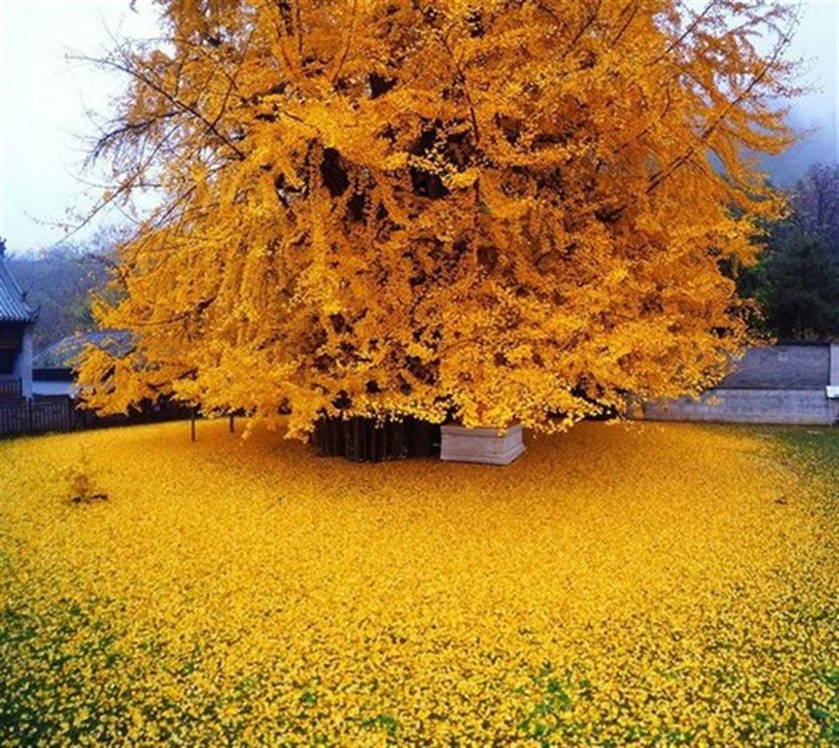 Ginkgo biloba Mabet Ağacı Ginko fidanı