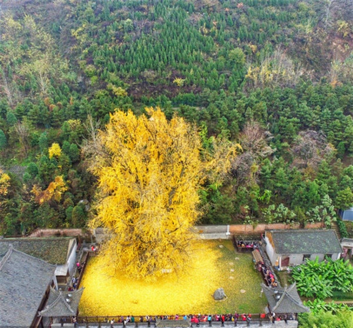 Ginkgo biloba Mabet Ağacı Ginko fidanı