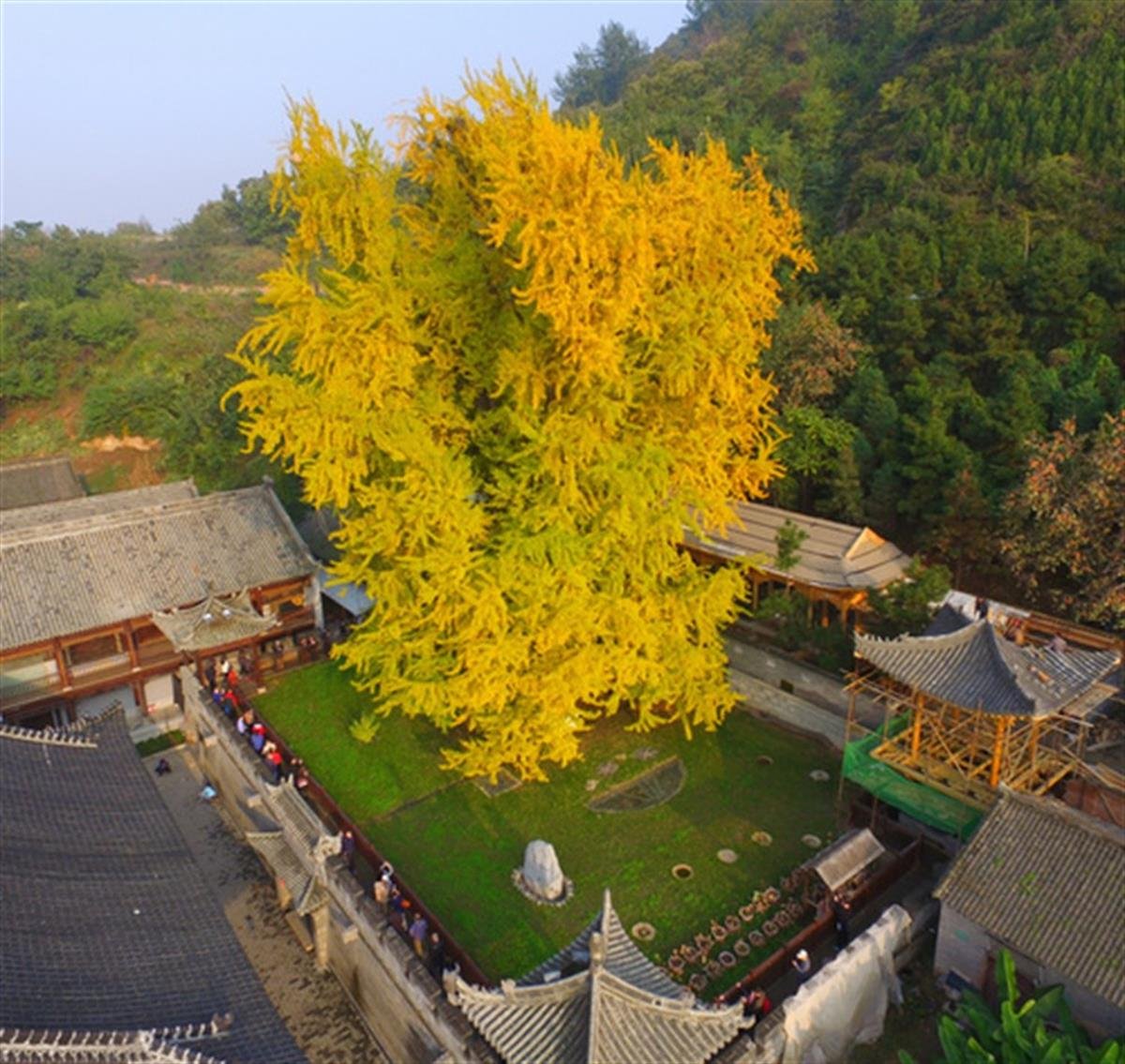 Ginkgo biloba Mabet Ağacı Ginko fidanı