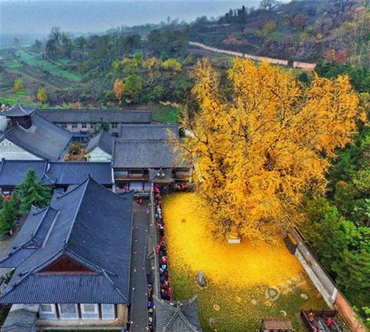 Ginkgo biloba Mabet Ağacı Ginko fidanı