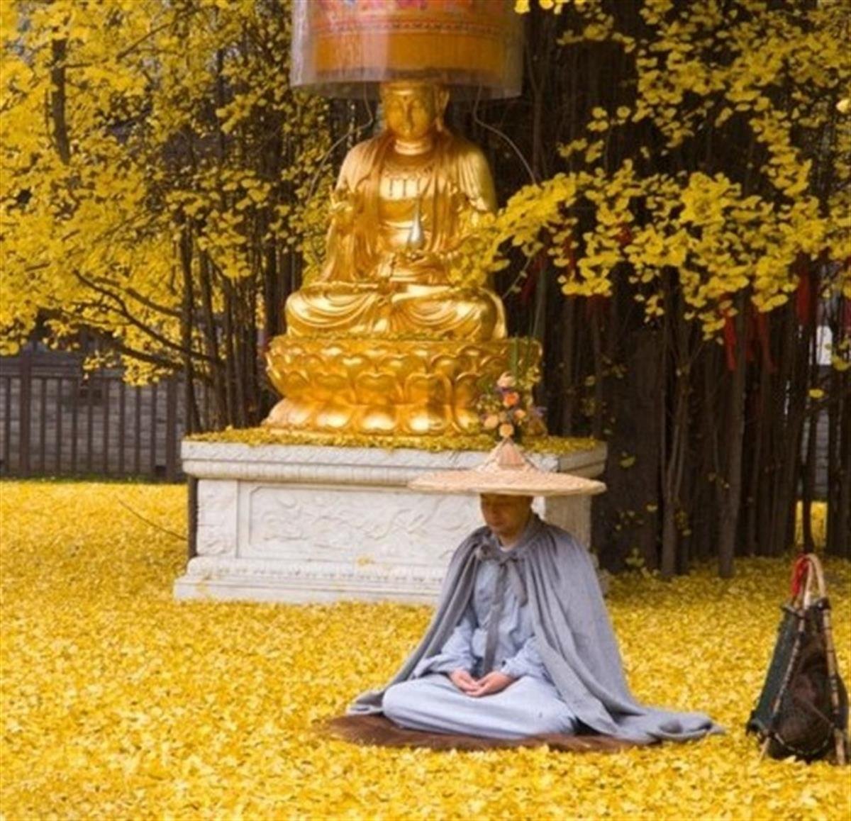 Ginkgo biloba Mabet Ağacı Ginko fidanı