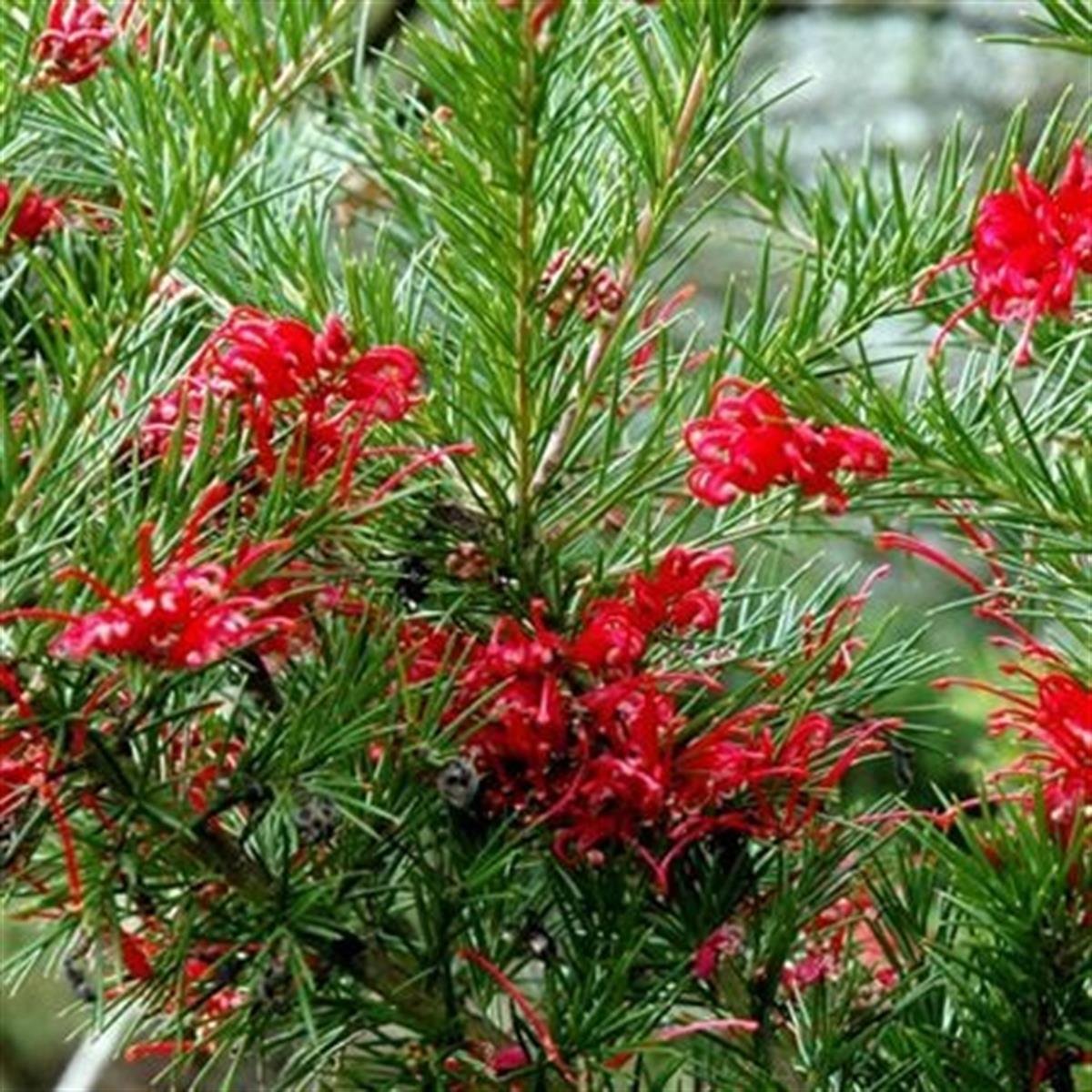 Grevillea juniperina Kırmızı Grevilya fidanı