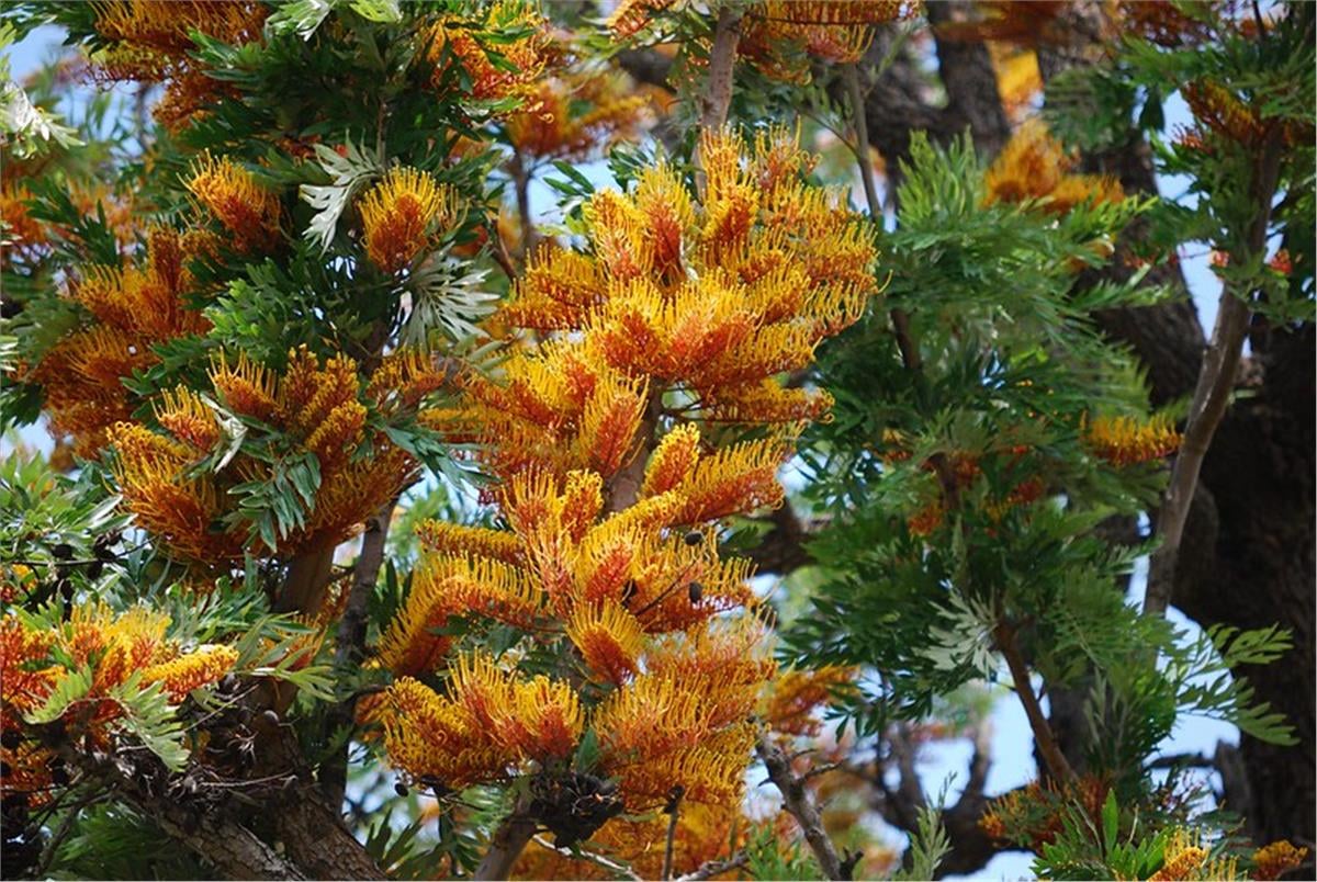 Grevillea robusta tigette İpek ağacı fidanı