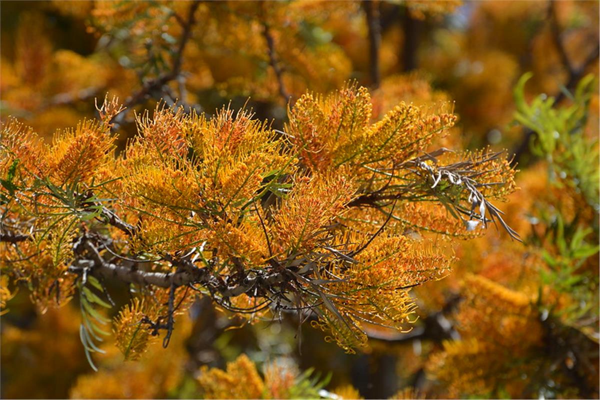 Grevillea robusta tigette İpek ağacı fidanı