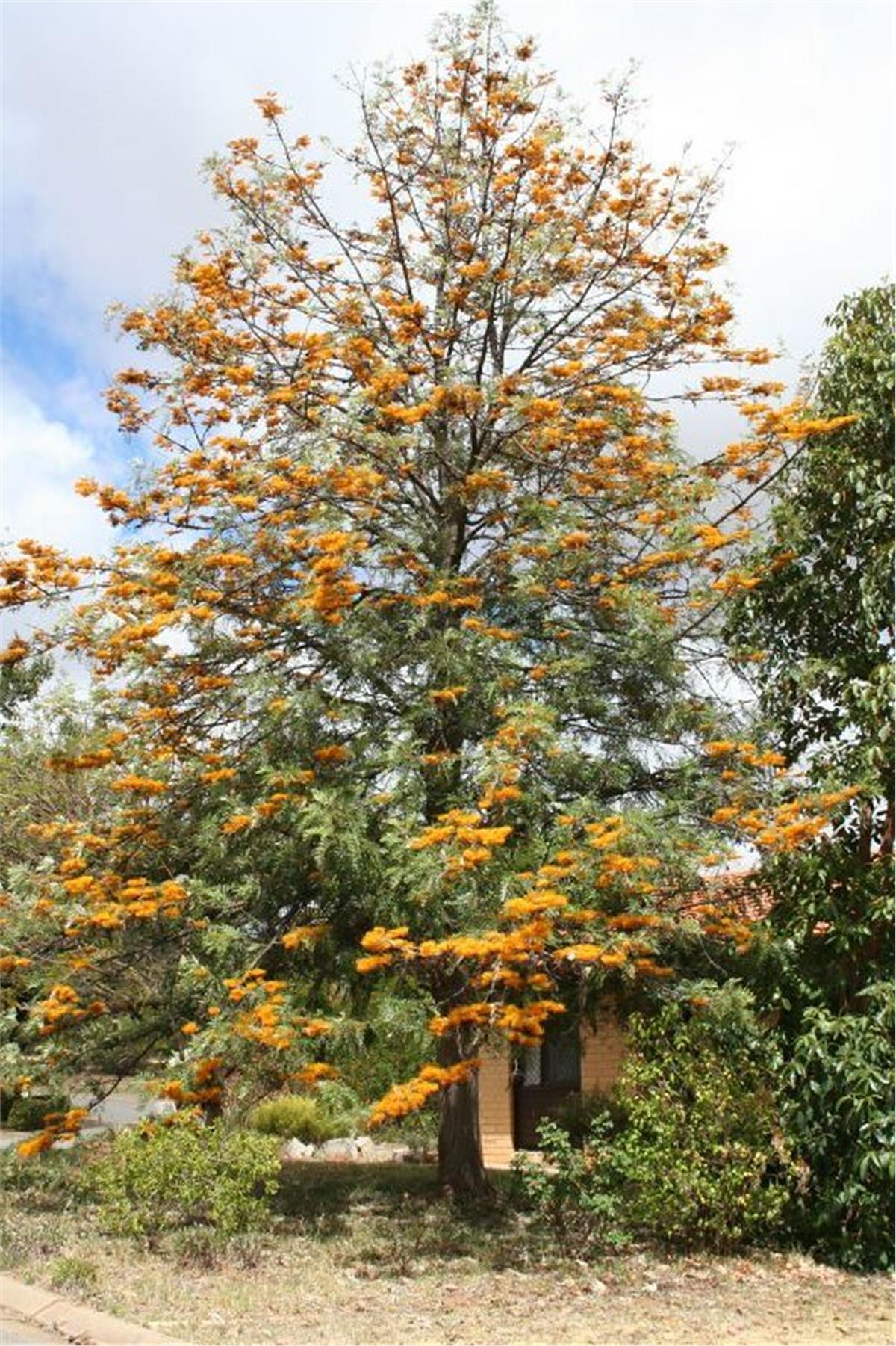 Grevillea robusta tigette İpek ağacı fidanı