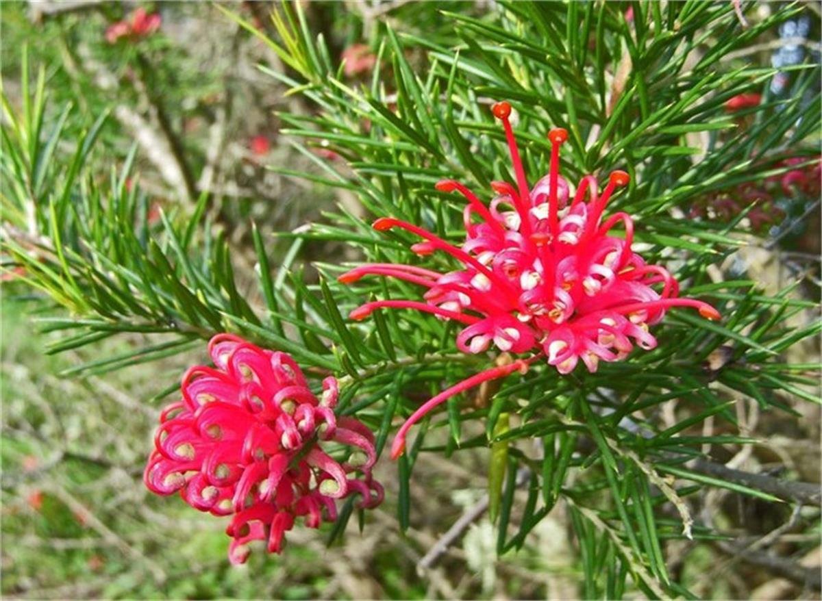 Grevillea rosmarinifolia Rozmarin yapraklı Grevilya fidanı