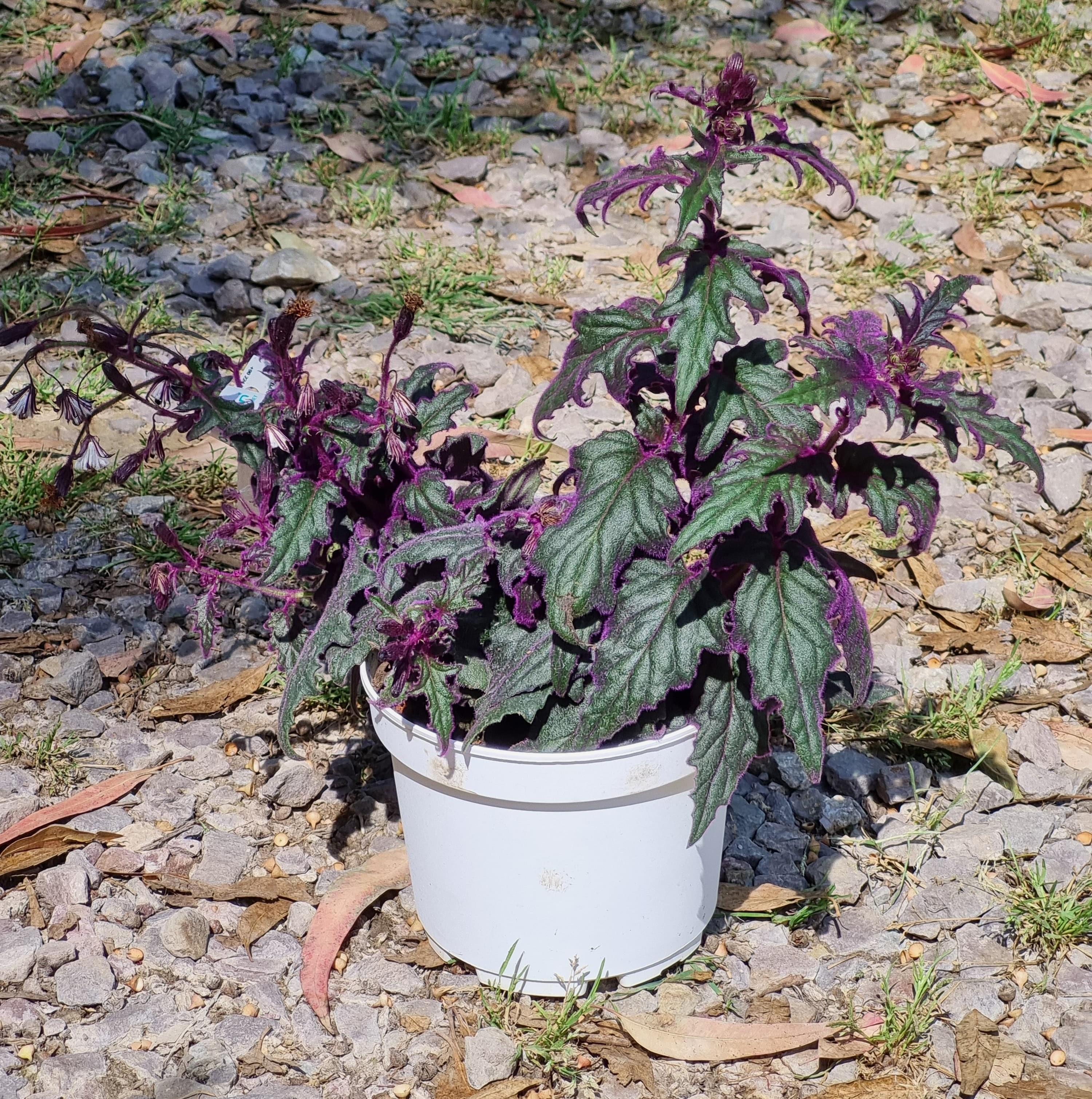 Gynura aurantiaca mor kadife çiçeği