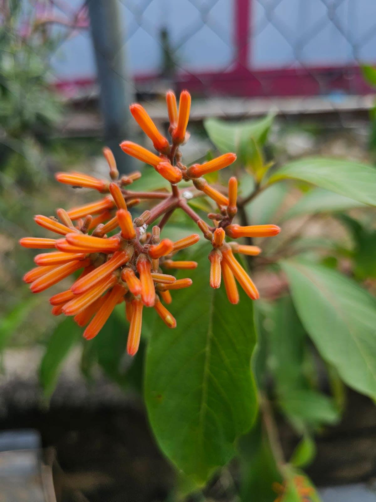 Hamelia patens Ateş Çalısı