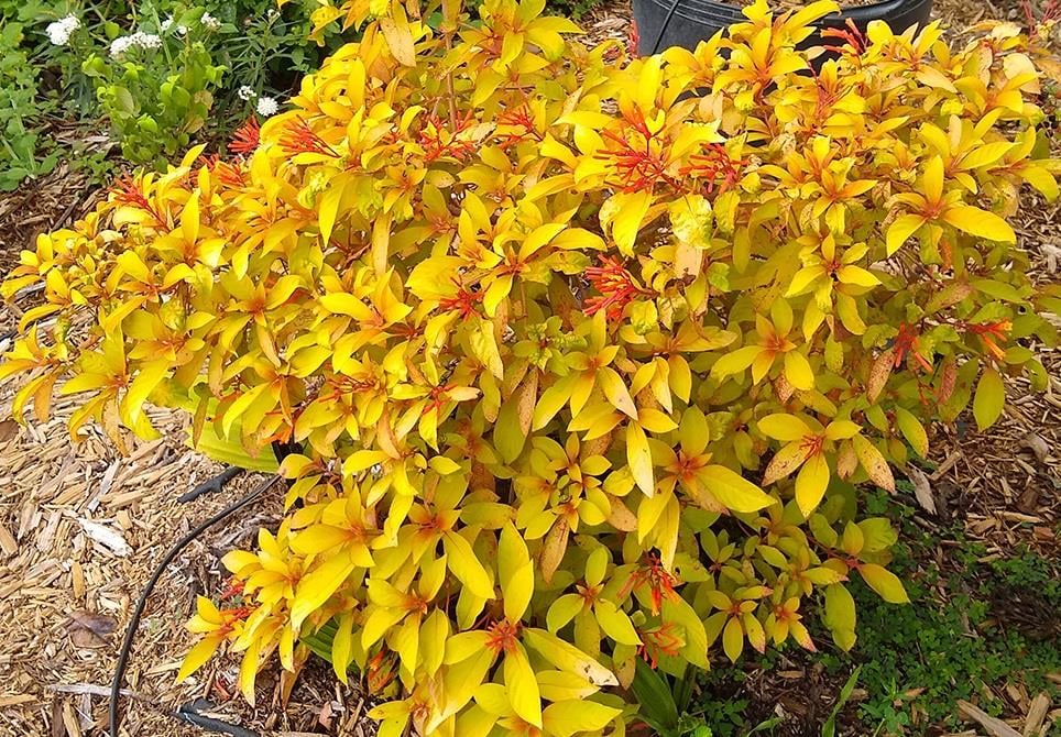 Hamelia patens Ateş Çalısı