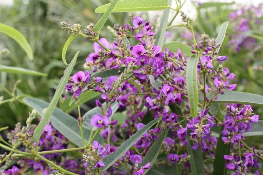 Hardenbergia violacea Meema Mor Çiçekli Sarılıcı Hardenbergia Fidanı