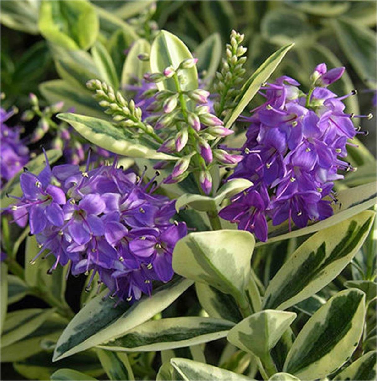 Hebe veronica Silver Queen Alacalı Yavşan otu fidanı