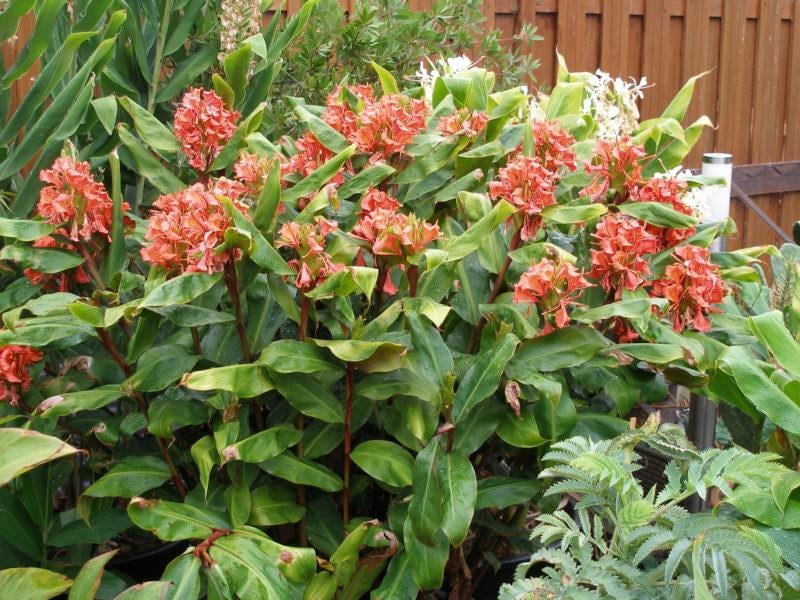 Hedychium greenii Hedikyum Zencefil Zambağı Fidesi