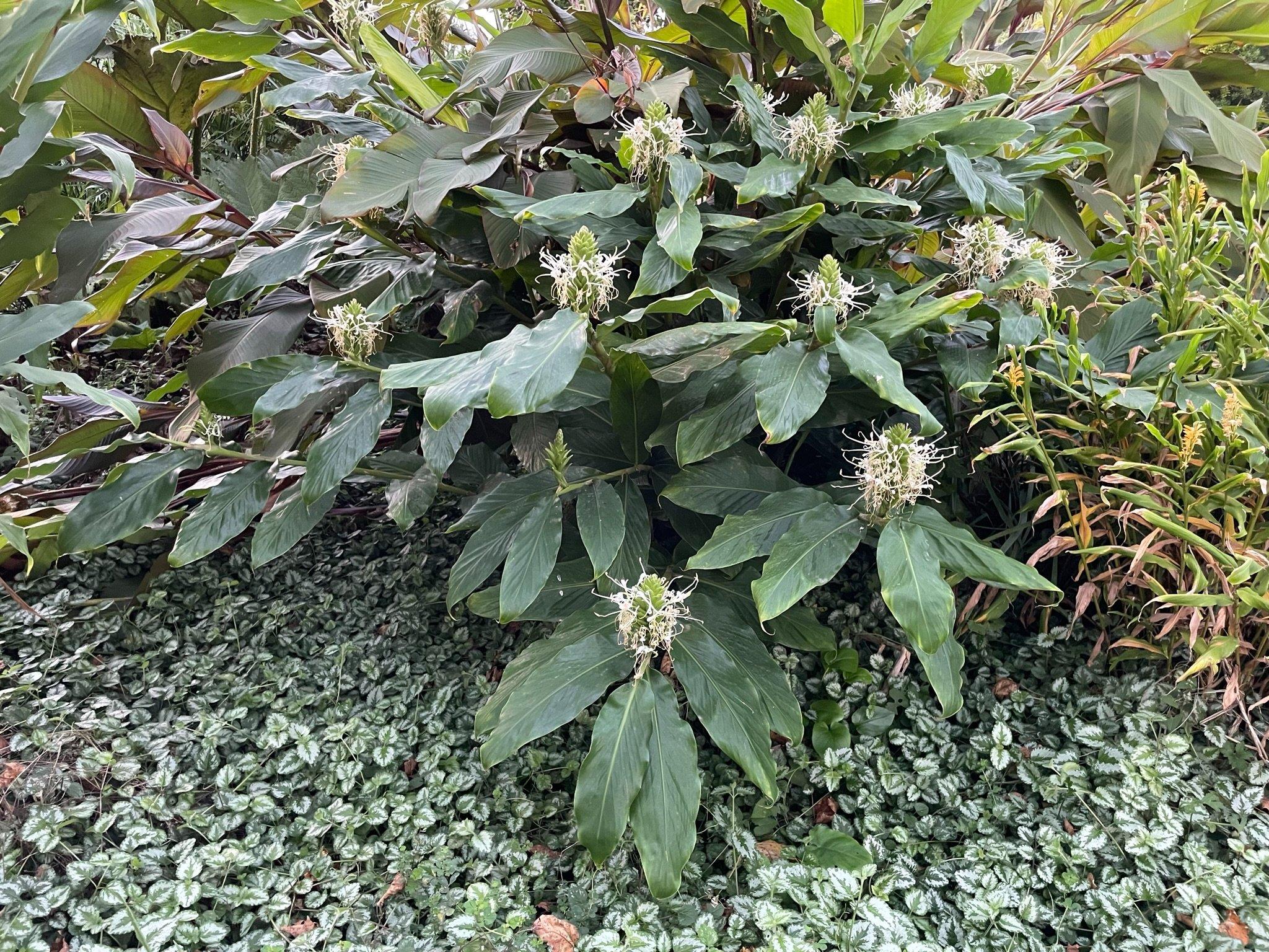 Hedychium thyisiforme Beyaz Zencefil Zambağı fidesi