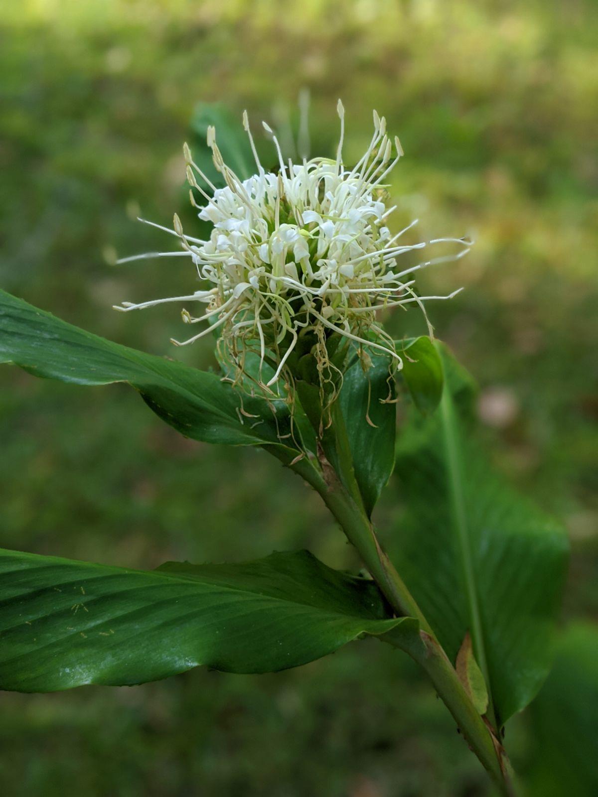 Hedychium thyisiforme Beyaz Zencefil Zambağı fidesi