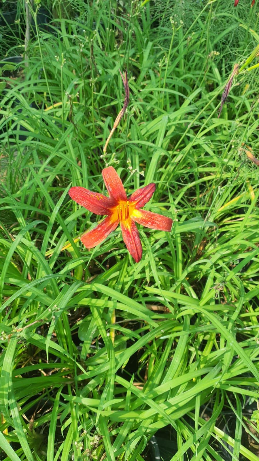 Hemerocallis Crimson Pirate Güngüzeli fidesi