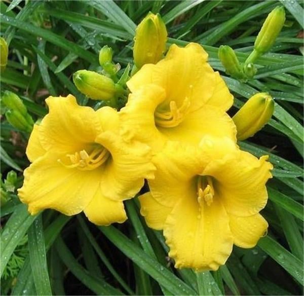 Hemerocallis Mini stella Güngüzeli fidesi