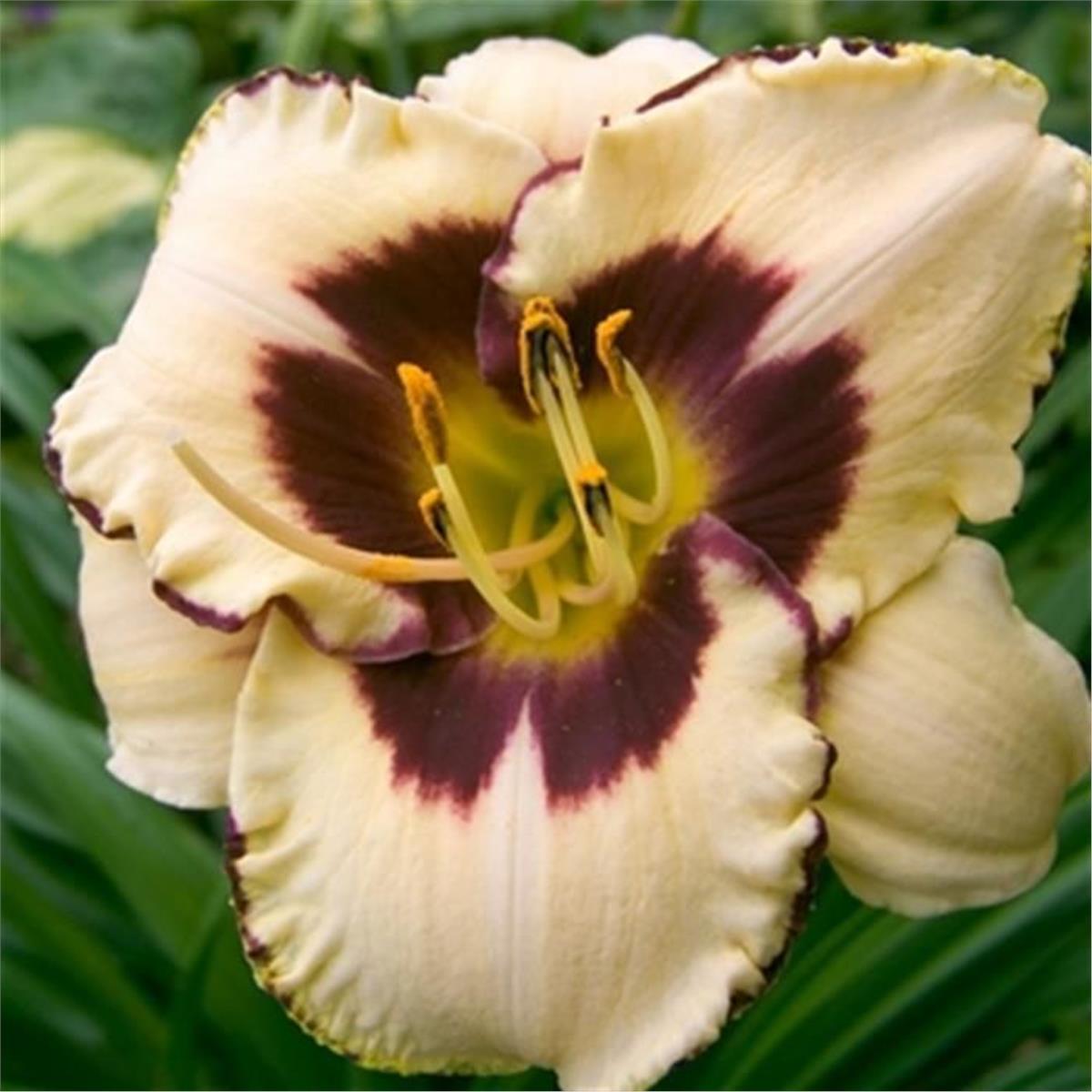 Hemerocallis Peach Pudding Güngüzeli fidesi