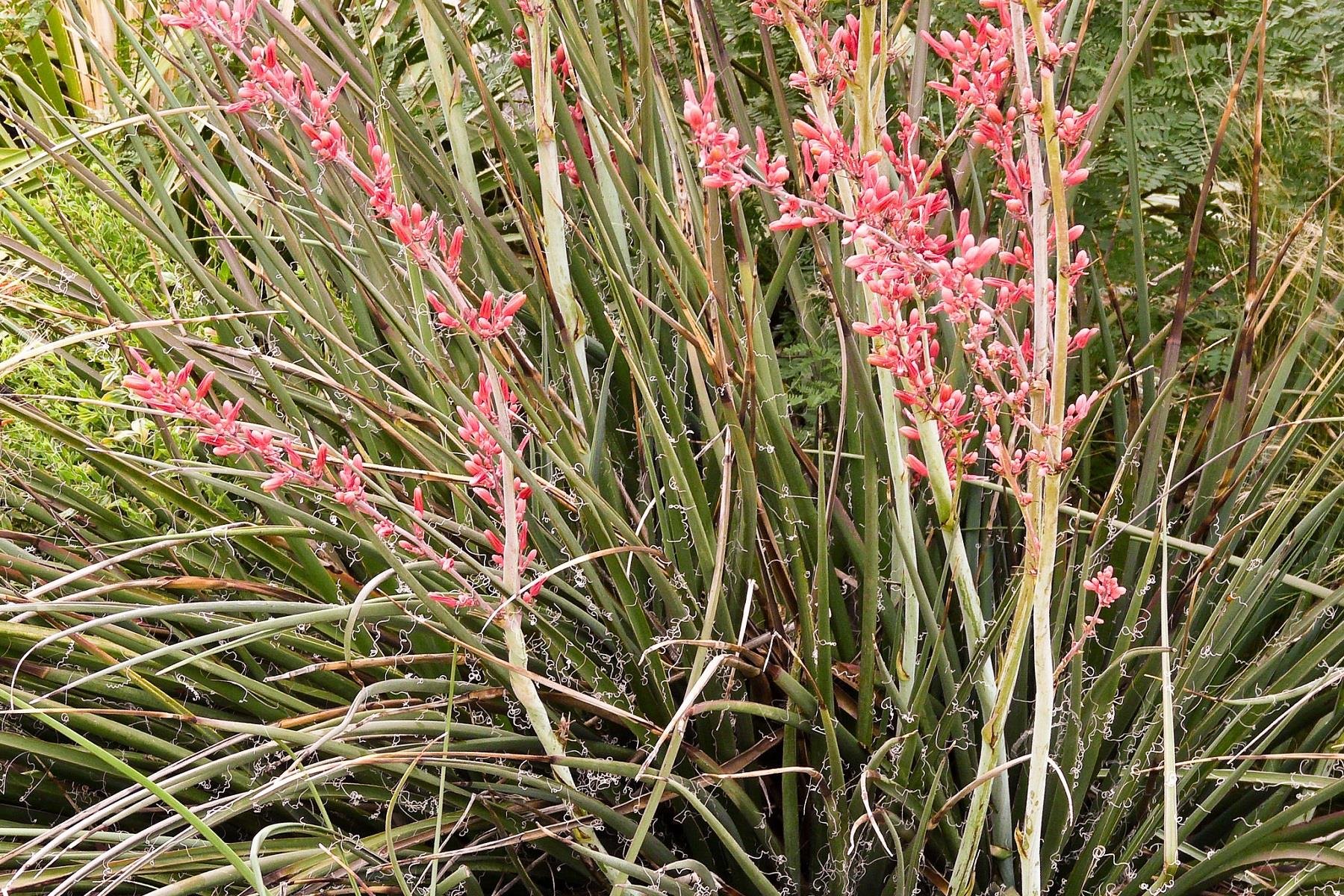 Hesperaloe parviflora soğuğa dayanıklı kırmızı yukka