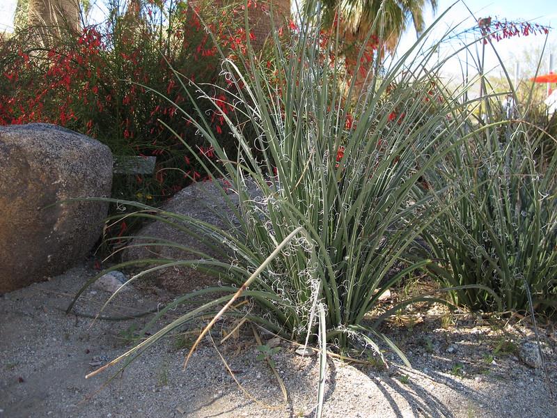Hesperaloe parviflora soğuğa dayanıklı kırmızı yukka