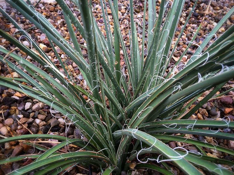 Hesperaloe parviflora soğuğa dayanıklı kırmızı yukka
