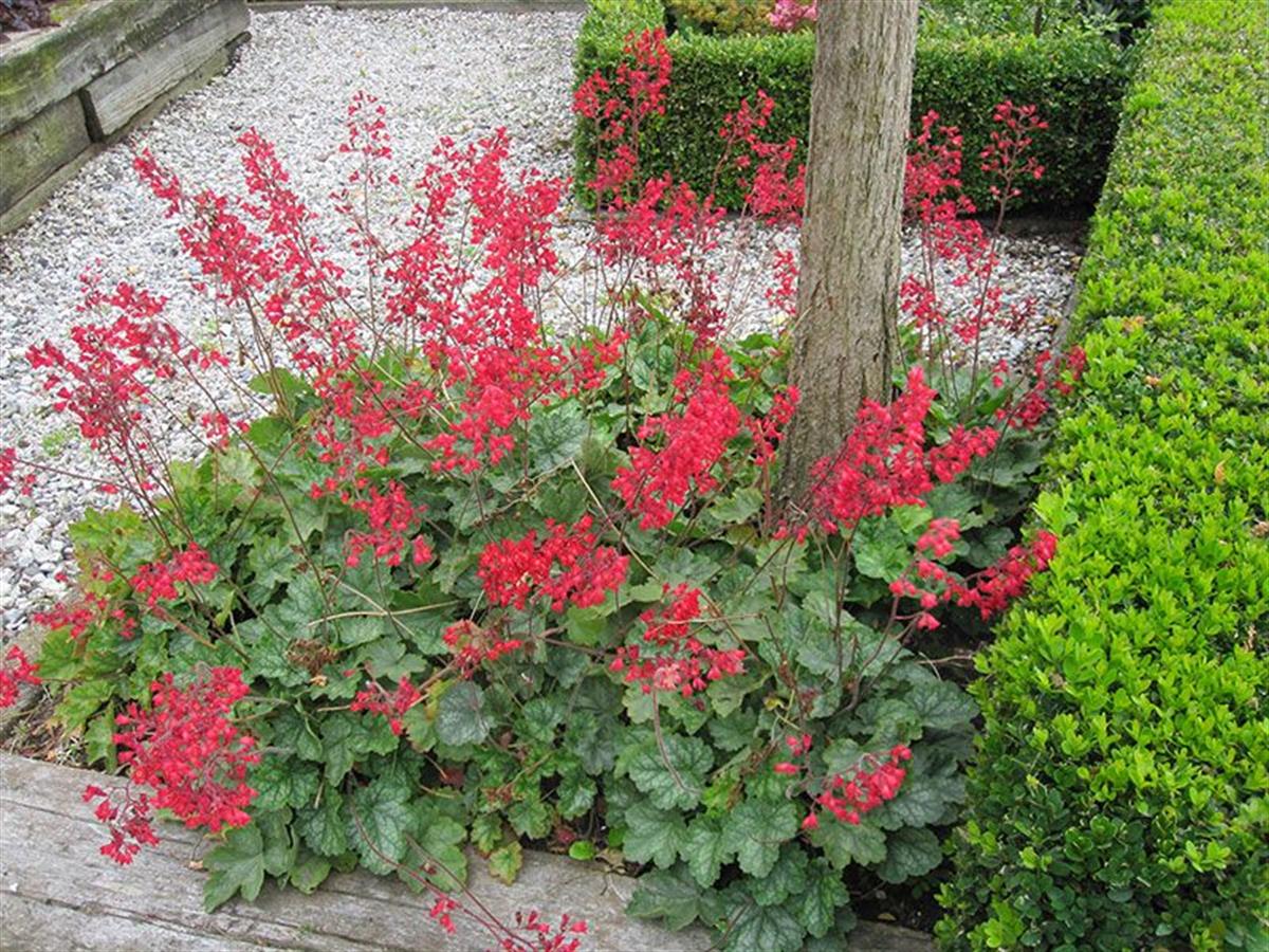 Heuchera sanguinea leuchtkafer Mercan Çanı