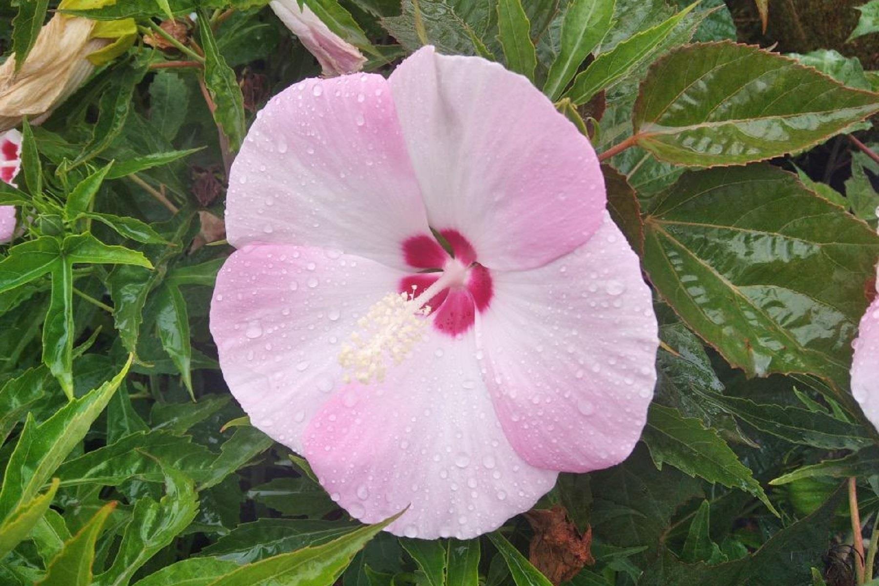 Hibiscus moscheutos Misk kokulu Gülhatmi fidanı Fuijin