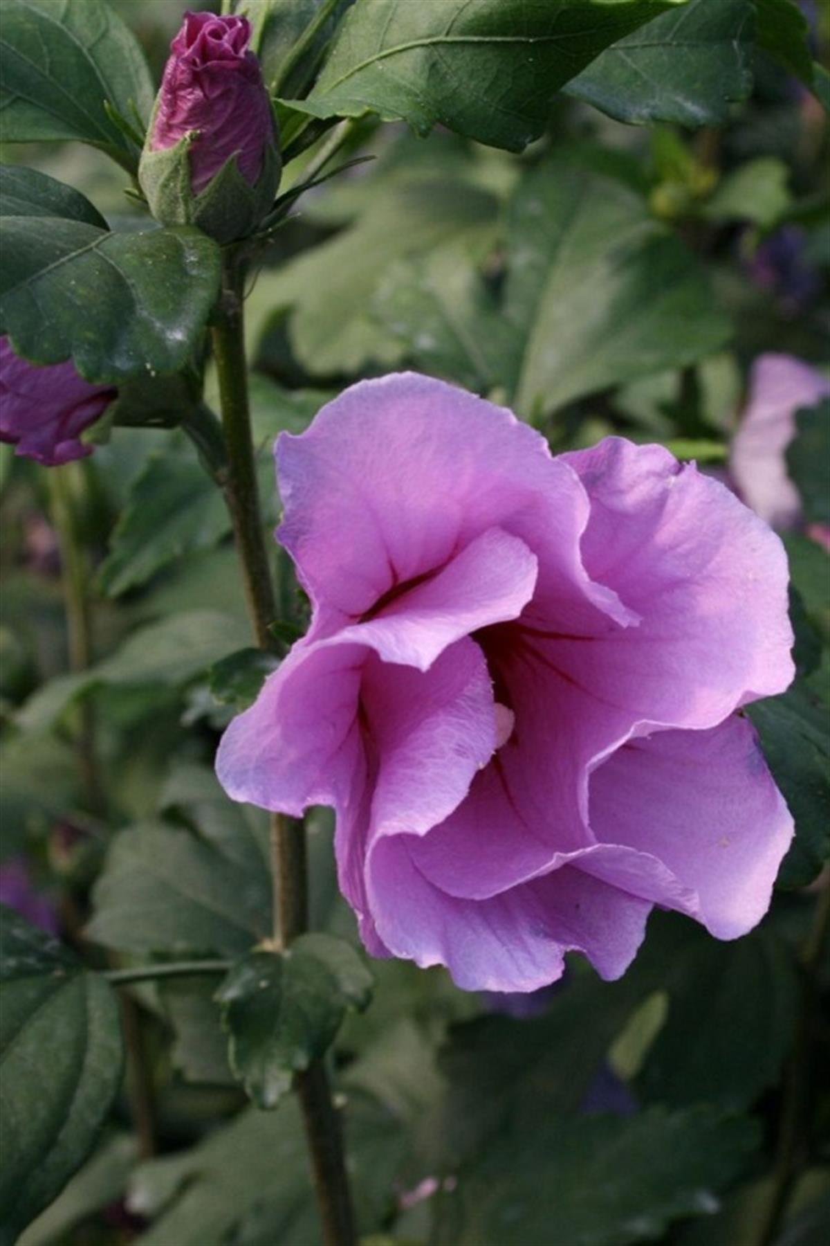 Hibiscus syriacus Pink Flirt Gül Hatmi fidanı