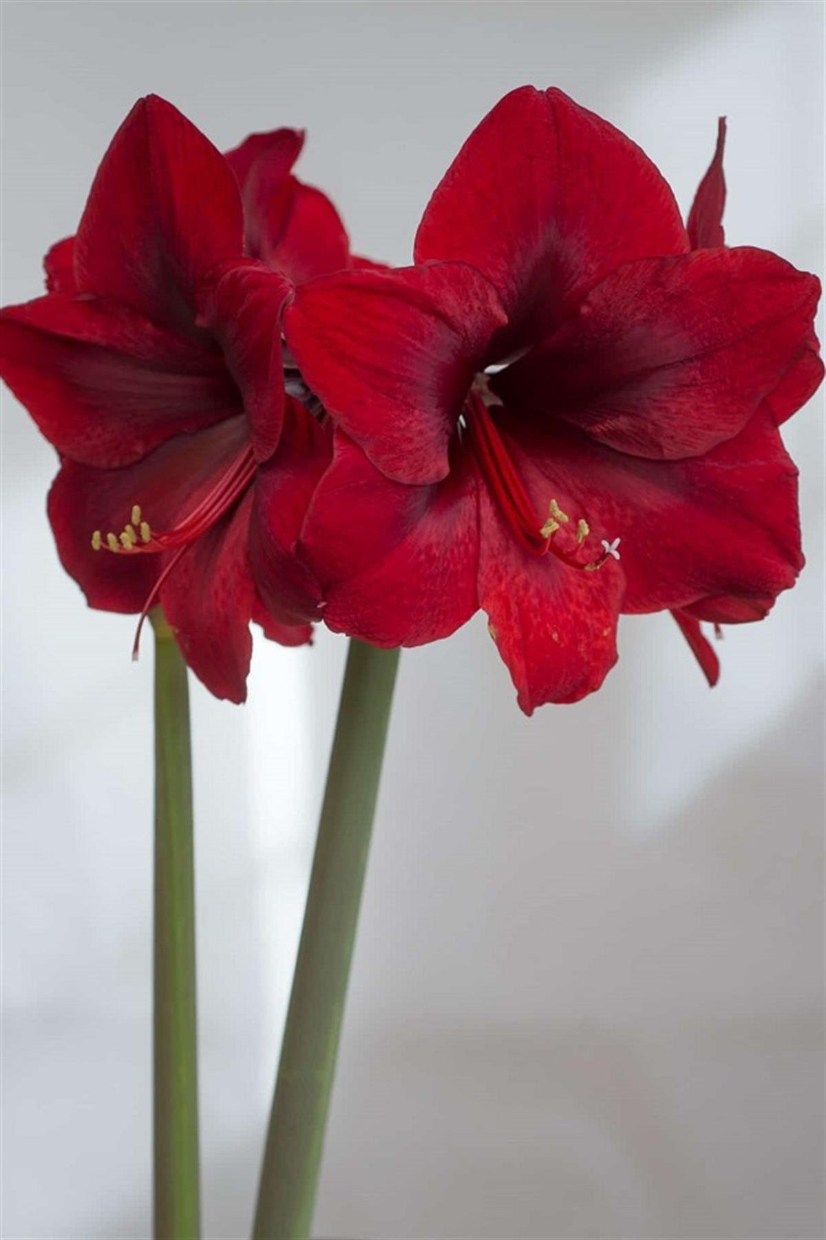 Hippeastrum Amaryllis Soğanı (Güzel Hatun Çiçeği Soğanı) Grand Diva