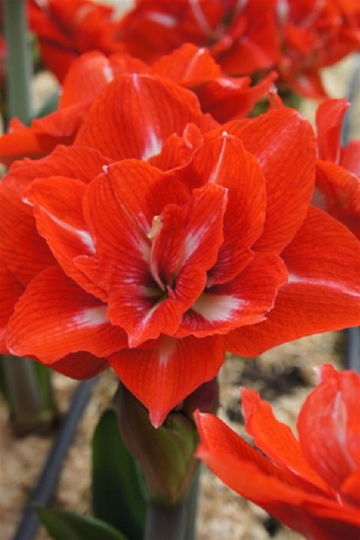 Hippeastrum Amaryllis Soğanı (Güzel Hatun Çiçeği Soğanı) Happy Nymph