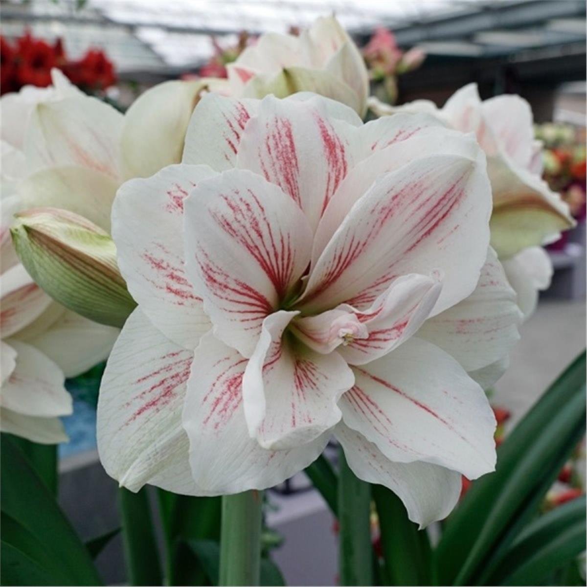 Hippeastrum Amaryllis Soğanı (Güzel Hatun Çiçeği Soğanı) Aquaro