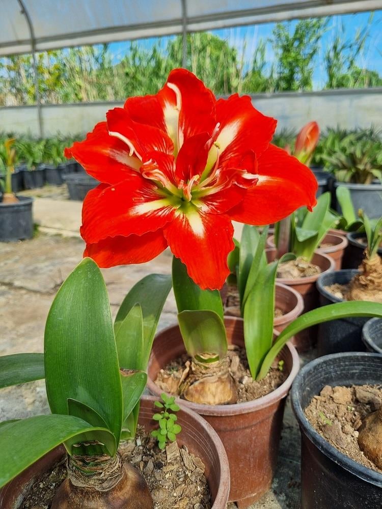 Hippeastrum Amaryllis Soğanı (Güzel Hatun Çiçeği Soğanı) Happy Nymph