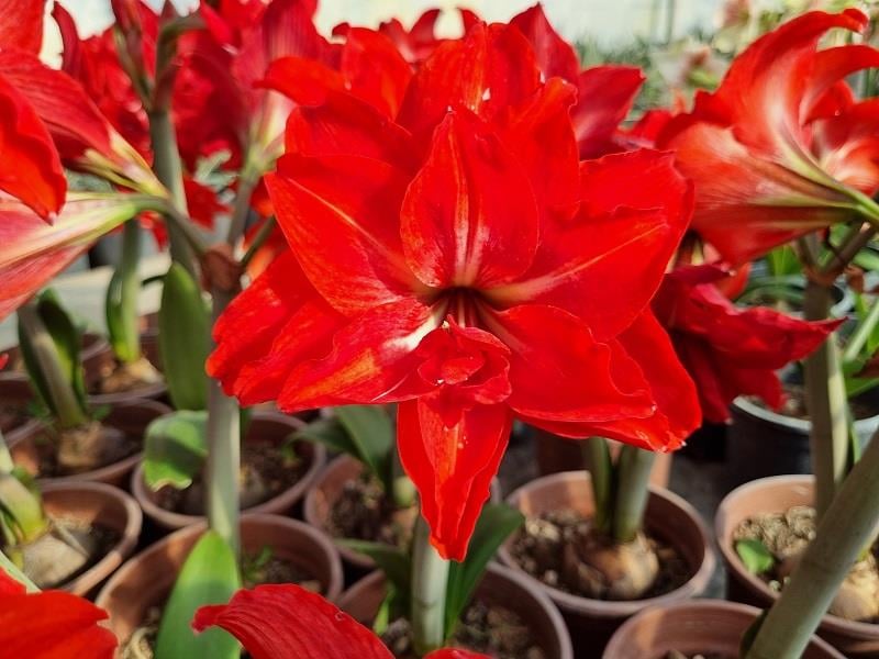 Hippeastrum Amaryllis Soğanı (Güzel Hatun Çiçeği Soğanı) Double Delicious
