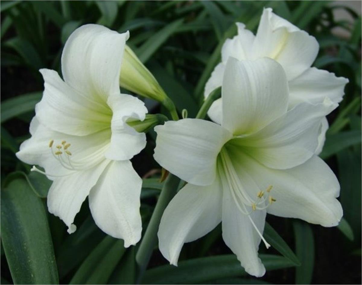Hippeastrum Amaryllis Soğanı (Güzel Hatun Çiçeği Soğanı) Christmas Gift