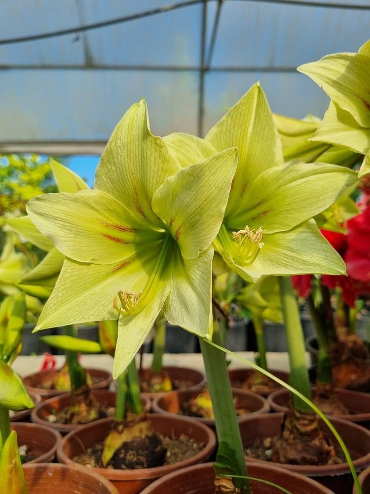 Hippeastrum Amaryllis Soğanı (Güzel Hatun Çiçeği Soğanı) Green Valley